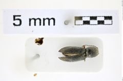 Foto (Dorsalansicht) von Cardiophorus negevensis (Platia, 2010) (NHMW-ZOO-COL-0008282)